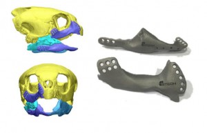 protesi-tartaruga mascella stampata in 3d